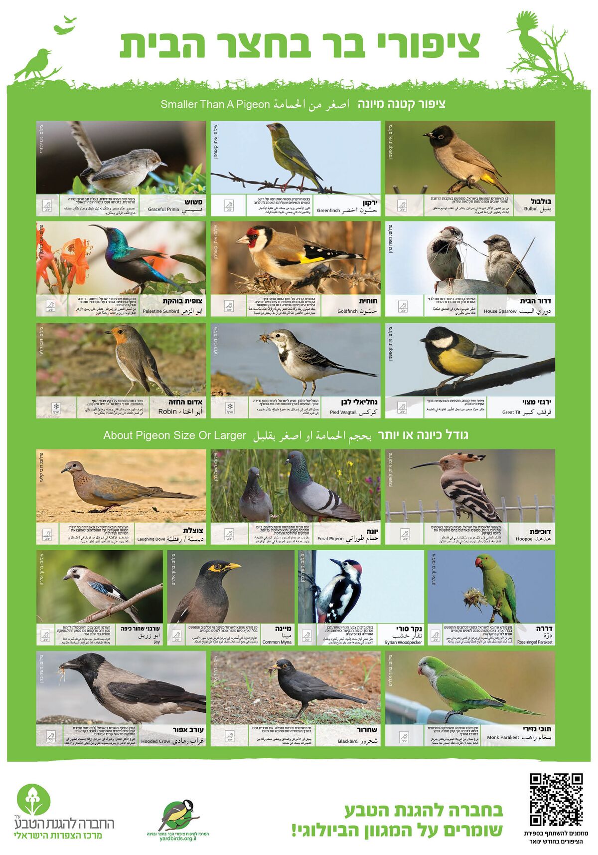 תמונת רקע לדף כרזת ציפורי הבר בחצר הבית: הצעות לפעילויות למורה ולתלמיד