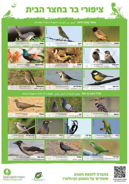 קובץ:כרזה ציפורי הבר.jpg